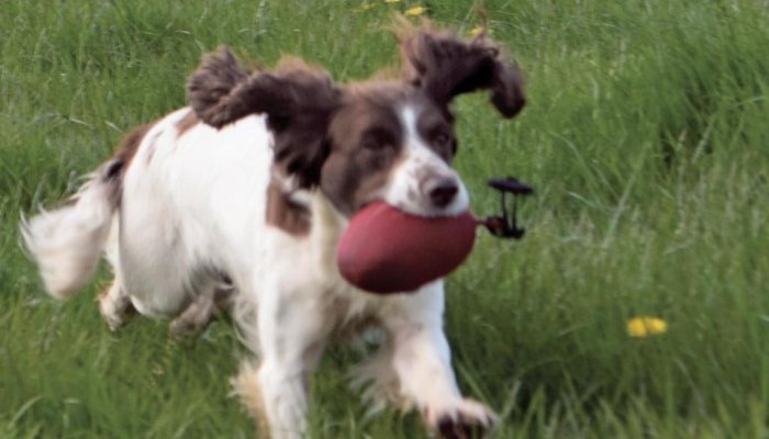 Dummies for Dog Training - image {image:count}