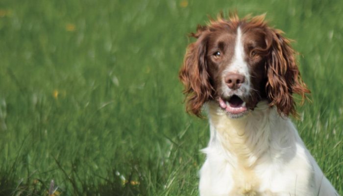 Dummies for Dog Training - image {image:count}